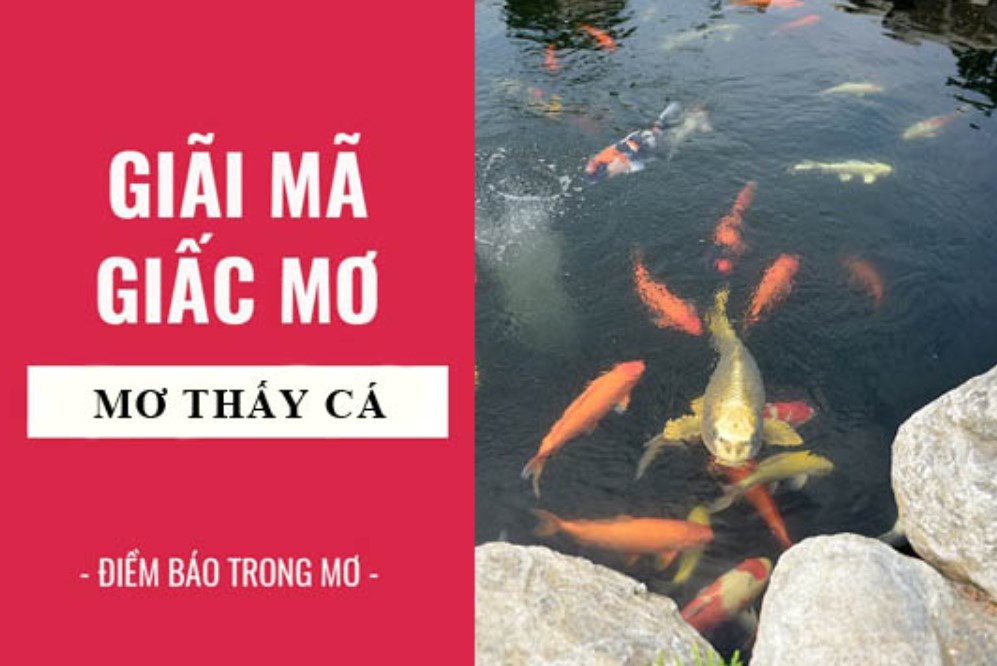 Giải mã những giấc mơ thấy cá chi tiết nhất