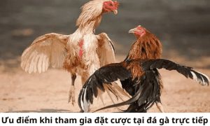 đá gà trực tiếp